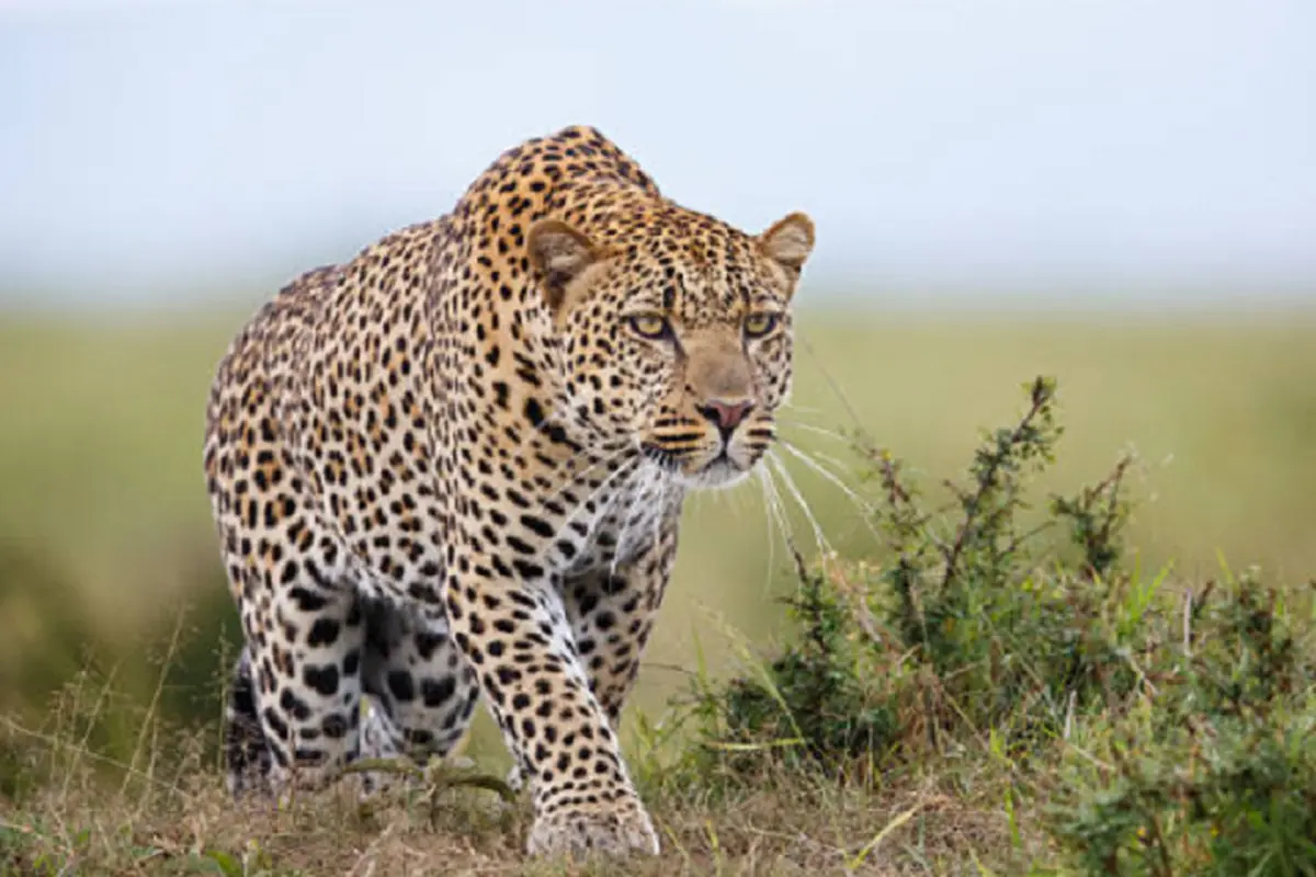 Ilustrasi macan tutul (iStock)