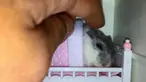 Enoki, seekor hewan marmot milik Jaieden Ace Shen, mempertontonkan kemanjaannya ketika menjelang waktunya tidur.