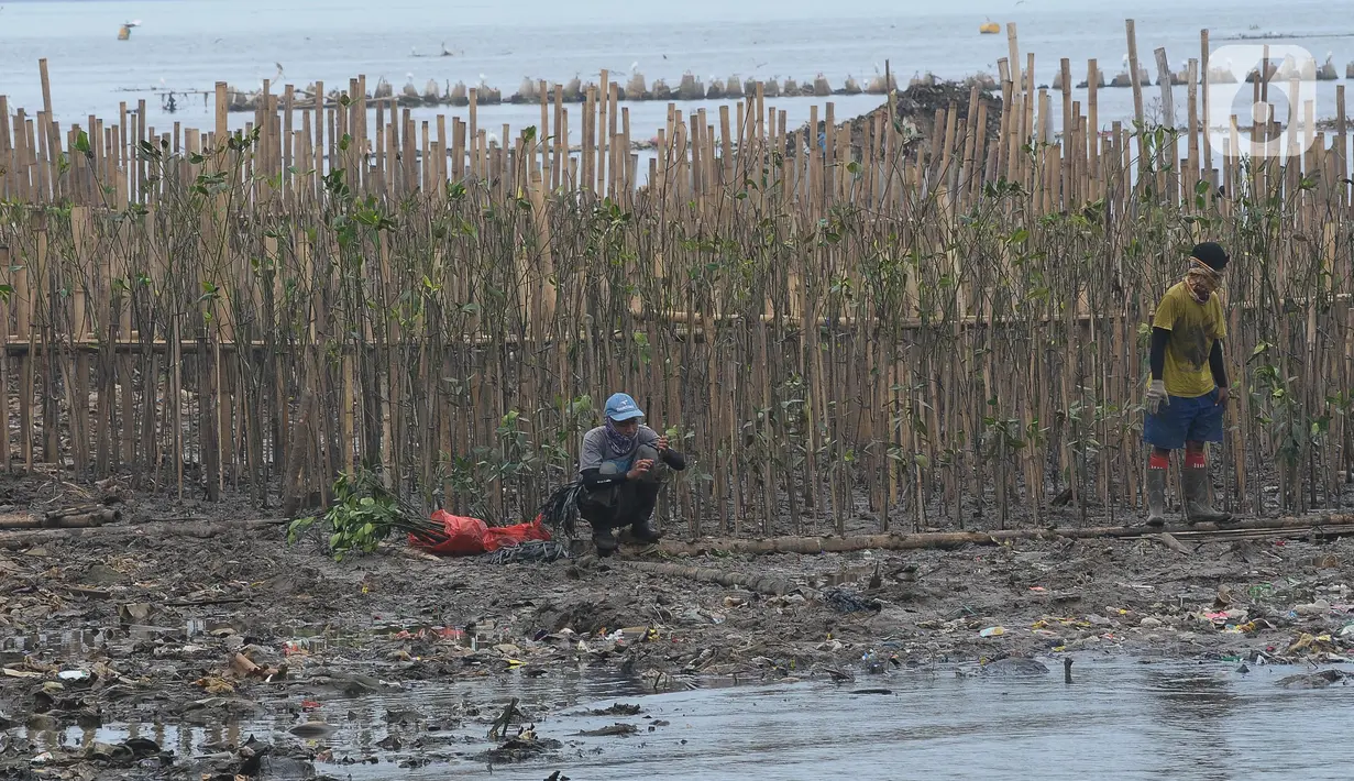 Penjaga kawasan melakukan penanaman Mangrove di area kawasan Eco Marine Mangrove Muara Angke Jakarta, kamis (7/12/2023). Sebanyak 5000 pohon mangrove ditanami guna untuk mengurangi lahan abrasi laut. (merdeka.com/Imam Buhori)