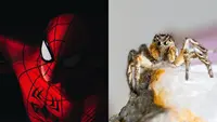 Bocah Rela Digigit Laba-Laba Beracun Demi Jadi Spider Man (Sumber: Ilustrasi Pexels/daniel krutz, erik karitz)
