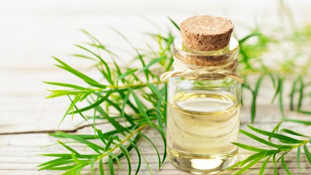 ilustrasi tea tree essential oil/freepik