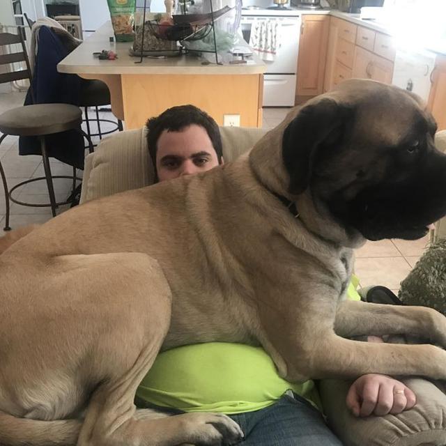 6 Potret Ukuran Tubuh Hewan Peliharaan Lebih Besar dari Majikan Ini Bikin Melongo