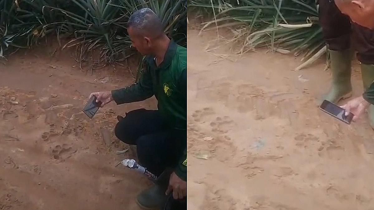 Harimau Diduga Keluar Hutan, Jejaknya Ditemukan di Kebun Nanas