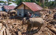 VIDEO: Gajah Turun Gunung Bantu Angkut Kayu Besar Pasca-Bencana Banjir di Pidie Jaya