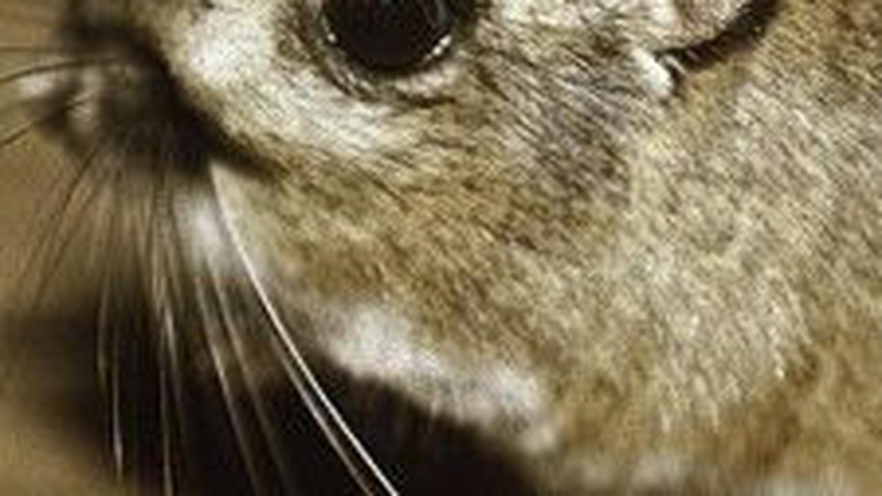 2. Tikus Kanguru Merriam<br>