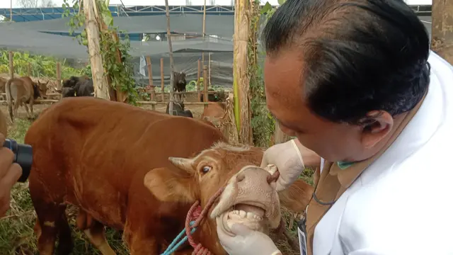 Pemeriksaan kesehatan hewan kurban di Surabaya. (Istimewa)