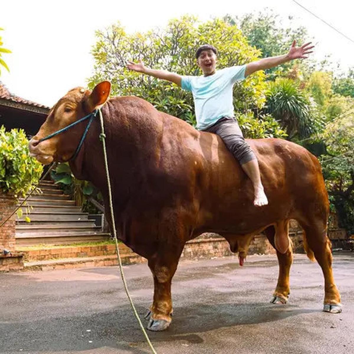 Jelang Idul Adha 2025, Irfan Hakim dan Ayu Ting Ting Siapkan Qurban Sapi Jumbo Lagi?