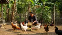 Cara Buat Pakan Ayam Fermentasi dari Gedebog Pisang, Hemat Biaya dan Bernutrisi