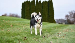 Ilustrasi anjing siberian husky. (dok. pexels/Julissa Helmuth)