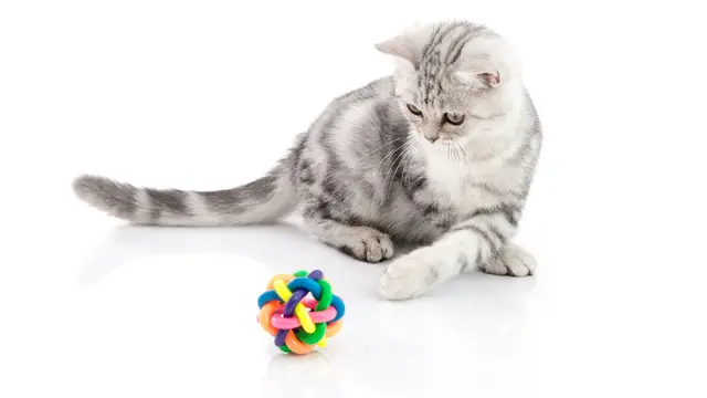 Kucing Mendadak Malas Main, 5 Hal Ini Bisa Jadi Penyebabnya