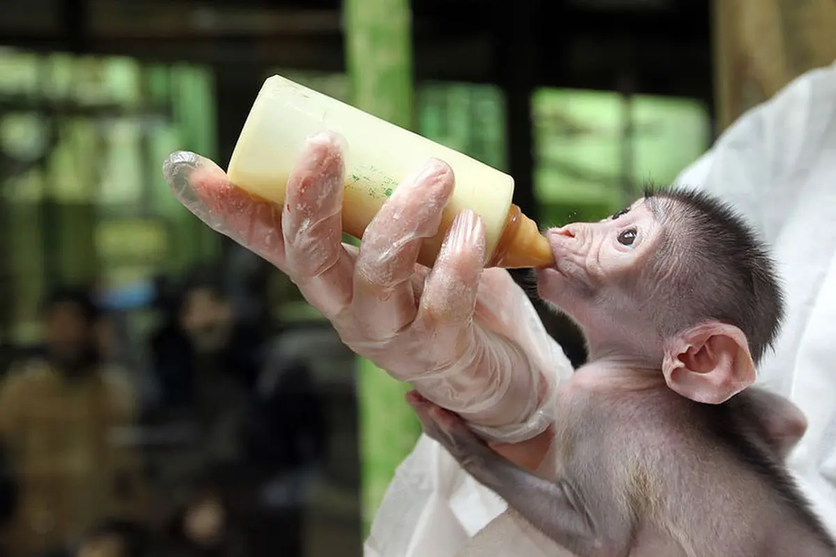 [Bintang] Bayi hewan nyusu botol
