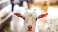 Ilustrasi kambing (iStock)