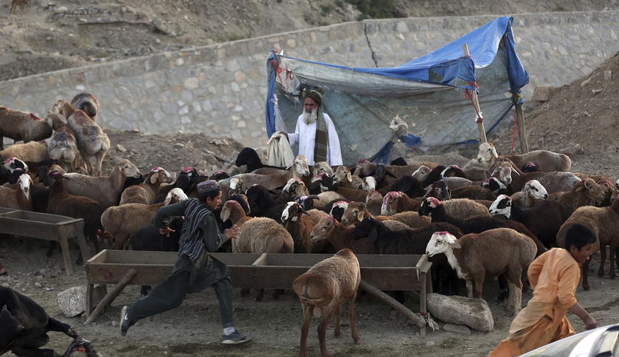 Pedagang memajang hewan ternak yang dijual jelang Hari Raya Idul Adha di Kabul, Afghanistan, Senin (27/7/2020). Idul Adha memperingati kisah Nabi Ibrahim atas kesediaan untuk mengorbankan putranya sebagai kepatuhan kepada Tuhan. (AP Photo/Rahmat Gul)