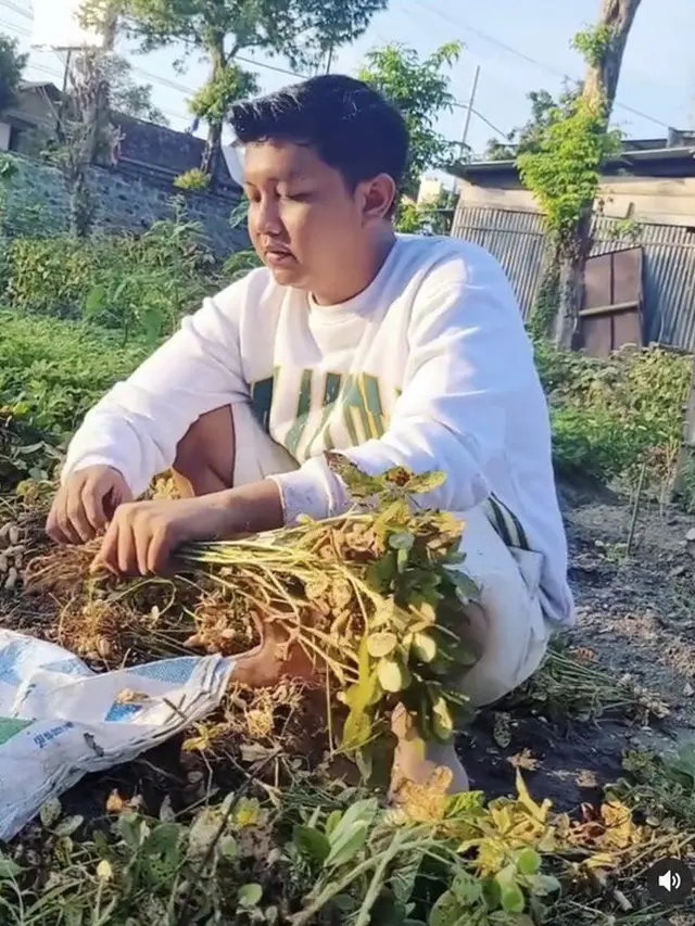 Denny Caknan Panen Palawija