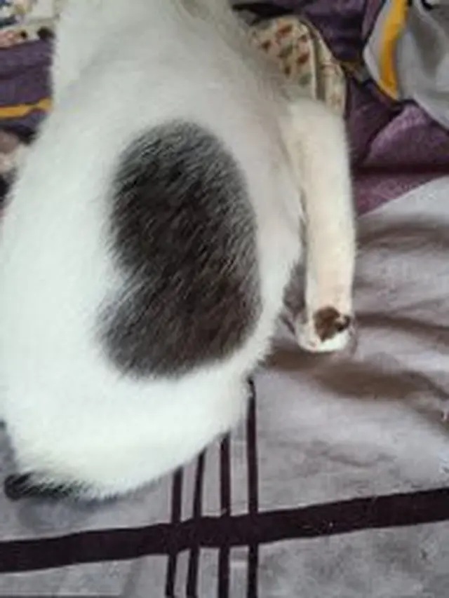 6 Motif Bulu Kucing Bentuk Hati Ini Unik Banget, Bikin Gemas