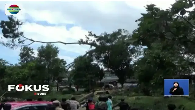 Sebuah pohon beringin berukuran besar tumbang menimpa belasan kendaraan yang terparkir di Sukabumi, Jawa Barat. Diduga, pohon berusia tua tersebut makin rapuh setelah diterpa angin kencang.
