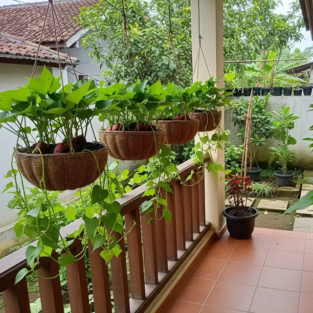 9 Ide Kebun Gantung untuk Ubi Jalar agar Hasil Panen Lebih Bersih, Melimpah di Lahan Sempit