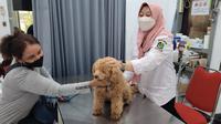 Proses vaksinasi rabies terhadap hewan Anjing di Rumah Sakit Hewan Banyuwangi (Istimewa)