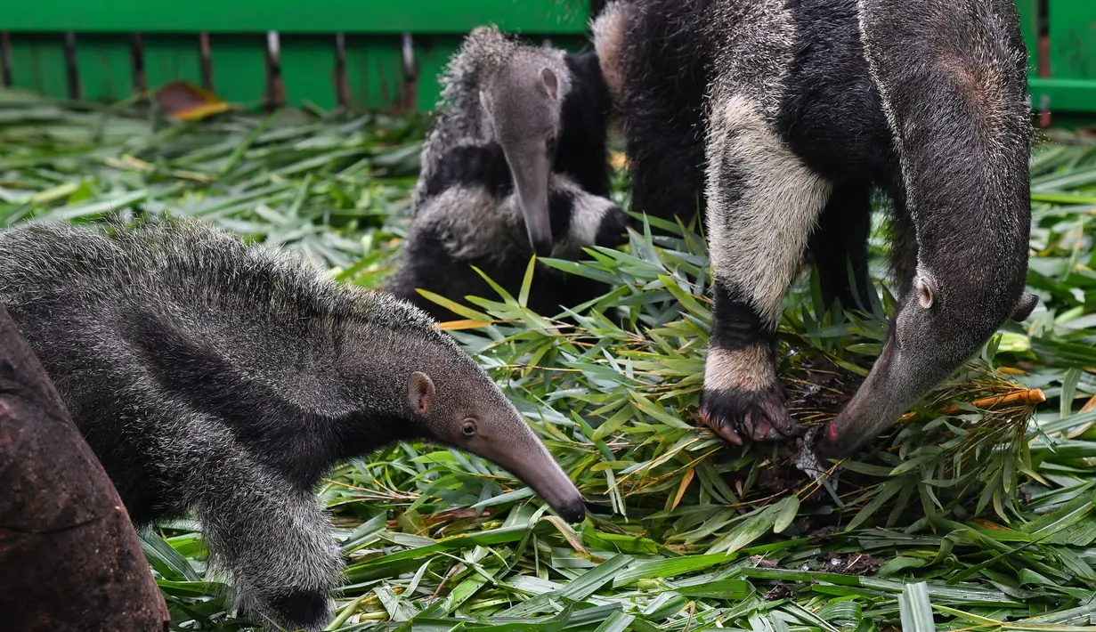 Seekor induk trenggiling menyantap semut saat kedua bayinya bermain di sekitarnya di Taman Safari Chimelong di Guangzhou, Provinsi Guangdong, China pada 10 Juni 2020. Bayi tenggiling kembar jantan dan betina, yang lahir pada 3 Maret tahun ini, diperkenalkan ke publik . (Xinhua/Liu Dawei)