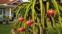 Tips Menanam Buah Naga di Pekarangan Rumah Ala IRT, Hasilkan Buah Berkualitas