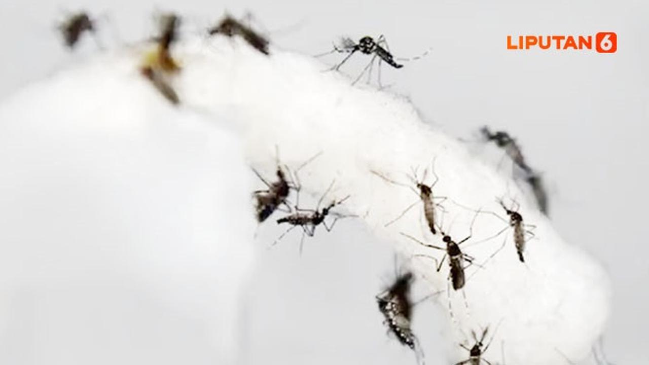 Banner Infografis Heboh Pelepasan Nyamuk Wolbachia Tekan Kasus DBD. (AFP Photo/Roslan R)
