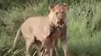 seekor singa melindungi anak sapi dari singa lain yang akan memangsa