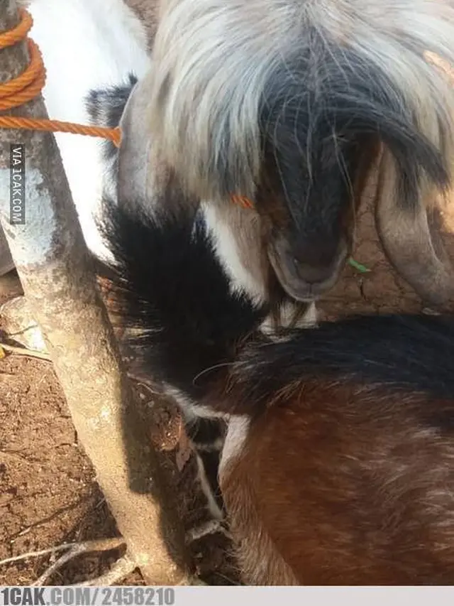 6 Gaya Rambut Kambing Ini Badai Banget, Bikin Ngakak
