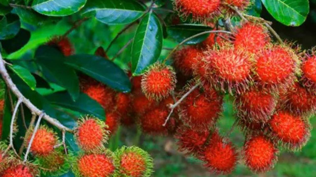 Manfaat Buah Rambutan