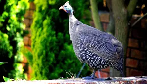 12 Jenis Ayam Hias dengan Bentuk Bulu Paling Unik, Ada yang Mirip Rambut