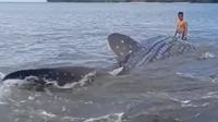 Warga di Dusun Sakulati, Desa Tolinggula Pantai, Kecamatan Tolinggula, Kabupaten Gorontalo Utara dibuat geger dengan penemuan seekor hiu paus. (Liputan6.com/ Arfandi Ibrahim)
