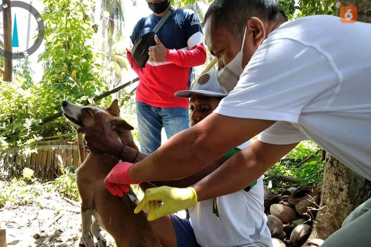 Proses Vaksinasi hewan peliharaan di Kabupaten Bone Bolango (Bonebol) (Arfandi Ibrahim/Liputan6.com)