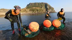 Haenyeo Korea Selatan keluar dari air setelah menangkap kerang dan abalone di pulau Jeju, 23 November 2018. Haenyeo merupakan sebutan untuk para penyelam wanita yang berasal dari pesisir Korea dengan jangka umur 35 sampai 90 tahun. (AP/Ahn Young-joon)