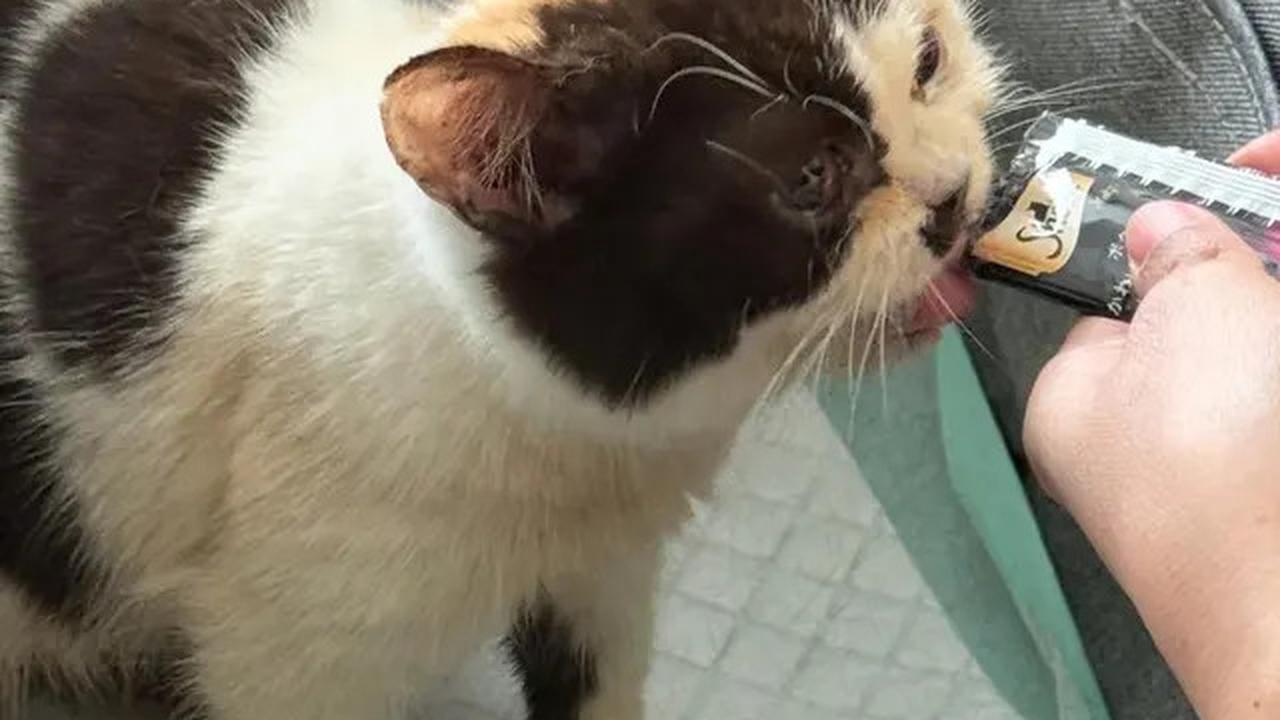 Cerita Sherina Munaf Rescue Kucing Uya Kuya Pasca Penjarahan, Kondisinya Malnutrisi