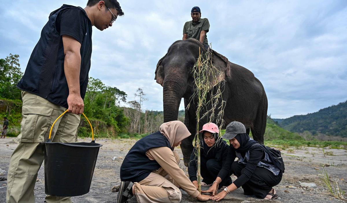 Ratusan Ribu Pohon Ditanam di DAS Peusangan Aceh