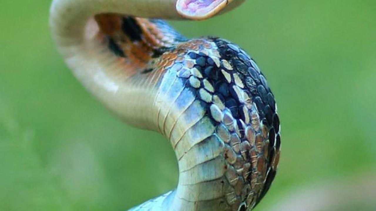 5 Ular Berbentuk Unik di Dunia, Ada yang Punya "Belalai" hingga Sisik Berambut