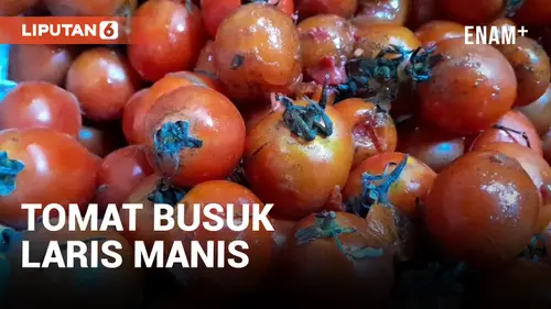VIDEO: Harga Tomat Mahal, Warga Pilih Tomat Busuk