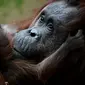 Salah satu induk orangutan Kalimantan, Theodora, menggendong bayinya yang baru lahir di kebun binatang Jardin des Plantes, Paris, Rabu (24/10). Theodora 8 hari lalu baru melahirkan seekor bayi betina yang diberi nama Java. (Eric FEFERBERG/AFP)