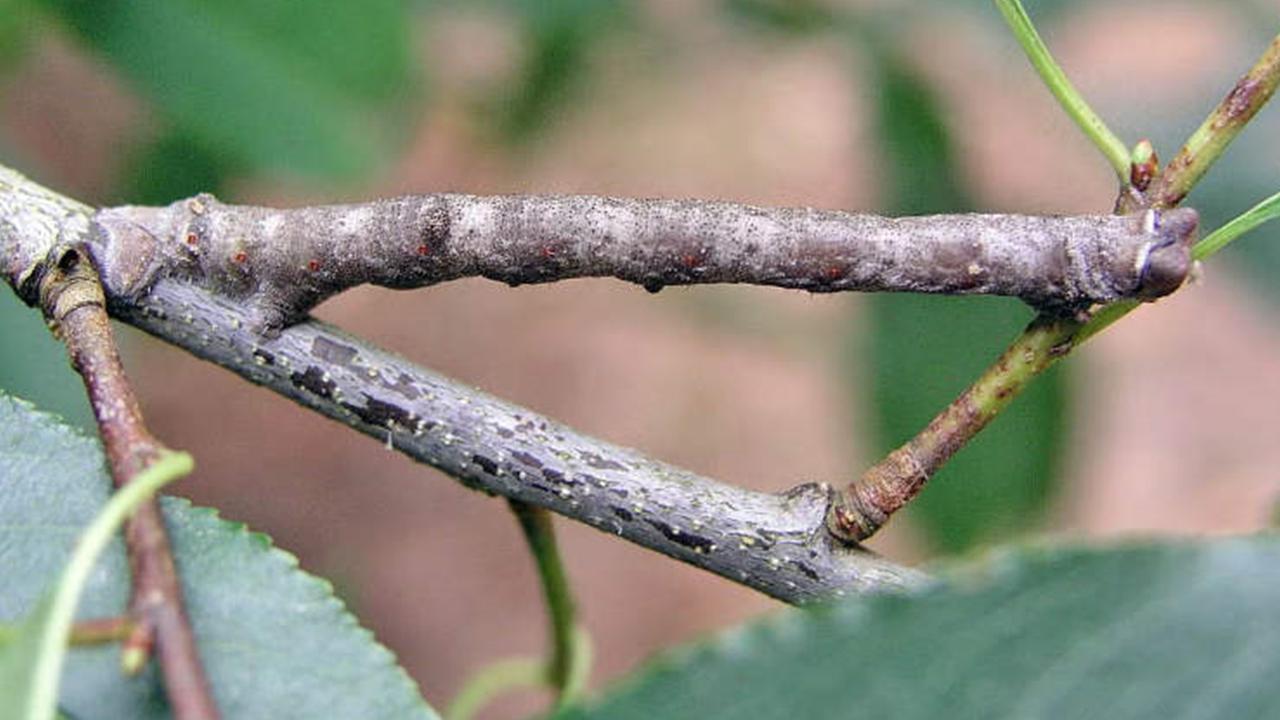 Mirip Ranting Tak Bernyawa, Ulat Ini Bisa Menyamar dan Ganti Warna Seketika