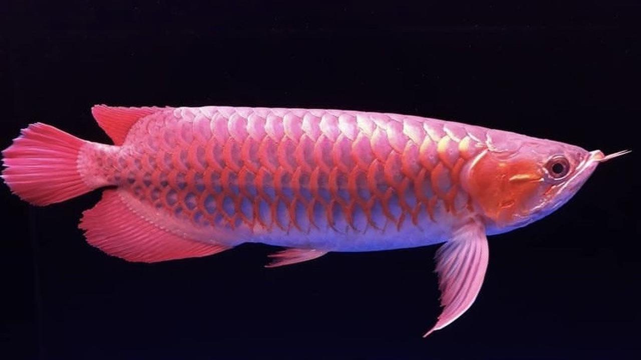Ikan Arwana