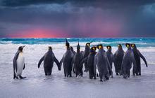 25 April jadi Perayaan Hari Penguin Sedunia, Kenali Hewan Ini Lebih Dekat
