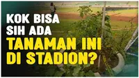 Berita Video, mengetahui lebih lanjut asal-usul tanaman cabai dan terong yang berada di Stadion Bangkalan