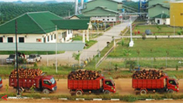 Yakin Harga CPO Menguat, Astra Agro Anggaran Capex US$ 350 ...