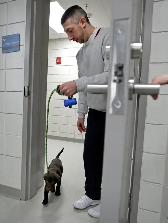 Narapidana Justin Martin membawa anak anjing di Penjara Merrimack County, Boscawen, New Hampshire, AS, Selasa (8/1). Para narapidana harus memberi makan, mengajaknya berjalan dan memberi pelatihan kepatuhan. (AP Photo/Elise Amendola)