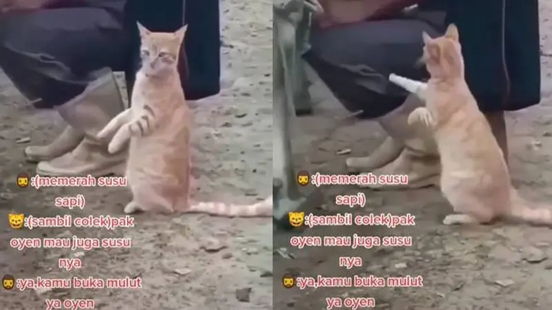 Viral, Aksi Kocak Kucing Minta Susu Sapi Saat Diperah Ini Bikin Gemas