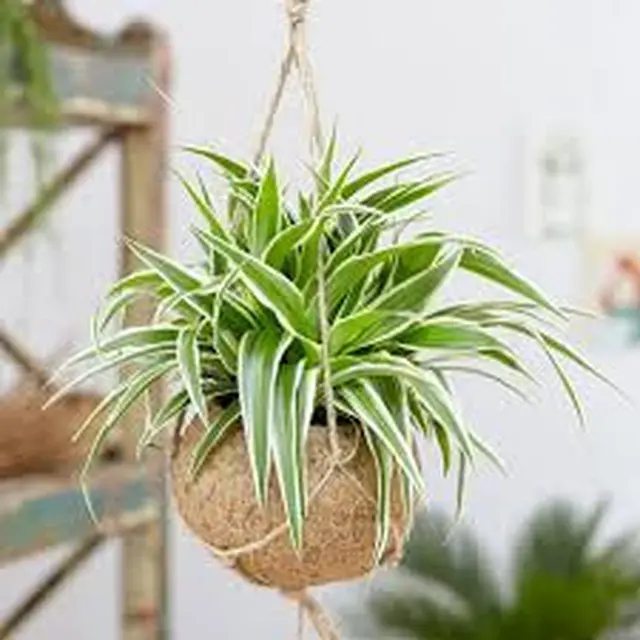 Spider Plant
