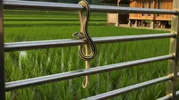 8 Tips Memilih Pagar Terbaik untuk Melindungi Rumah dari Ular, Besi Belum Tentu Efektif
