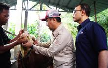 SIG Bagikan 292 Hewan Kurban di Iduladha 2026, Disebar untuk 19 Provinsi