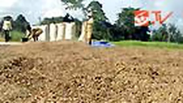 Petani Merugi Ratusan Juta Rupiah