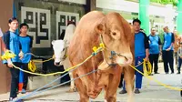 Presiden Jokowi menyerahkan dua ekor sapi untuk kurban ke PP Muhammadiyah (Merdeka.com/ Titin Supriatin)