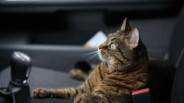 Kucing di dalam mobil